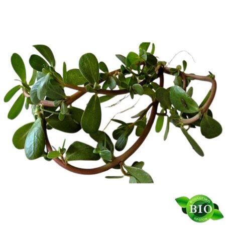 bio glistrida .jpg